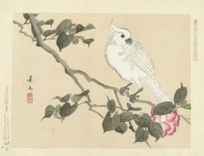在山茶花分支的白色美冠鹦鹉（Witte kaketoe op cameliatak）。 1892年 作者 松村庆文