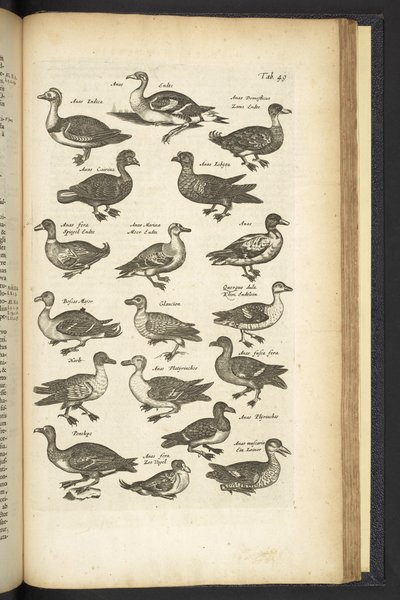第 49 页，鸭子，《Historiæ naturalis de quadrupetibus》插图 作者 年轻的玛利亚人马陶斯