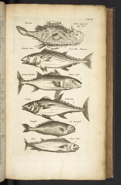 表 III，金枪鱼，插图选自《Historiæ naturalis de quadrupetibus 作者 年轻的玛利亚人马陶斯