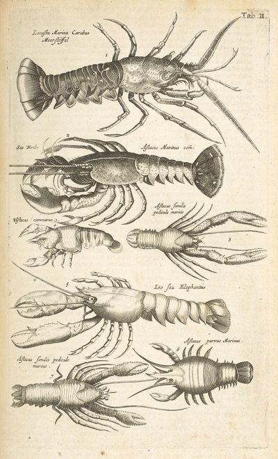 表 II，龙虾，插图选自《Historiæ naturalis de quadrupetibus》。 作者 年轻的玛利亚人马陶斯