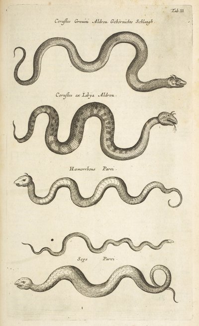 表 II，蛇，插图选自《Historiæ naturalis de quadrupetibus》。 作者 年轻的玛利亚人马陶斯