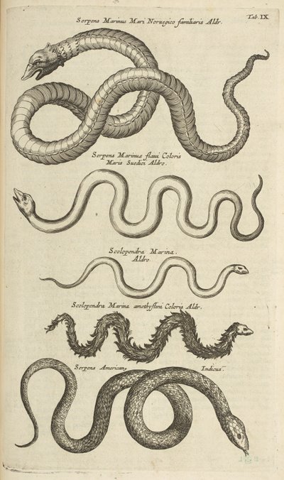 表 IX，海蛇，插图选自《Historiæ naturalis de quadrupetibus》。 作者 年轻的玛利亚人马陶斯