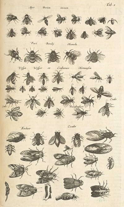 标签 I，蜜蜂和黄蜂，插图选自《Historiæ naturalis de quadrupetibus》。 作者 年轻的玛利亚人马陶斯