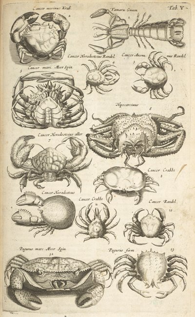 标签 V，螃蟹，插图选自《Historiæ naturalis de quadrupetibus》。 作者 年轻的玛利亚人马陶斯