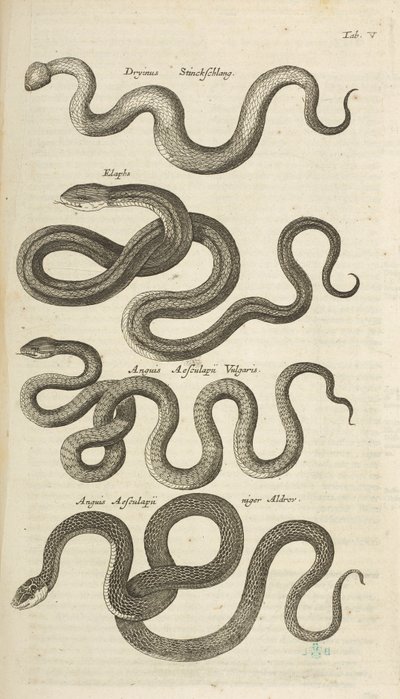 标签 V，蛇，插图选自《Historiæ naturalis de quadrupetibus 作者 年轻的玛利亚人马陶斯