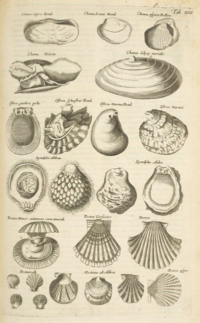 表 XIIII，各种贝壳，插图选自《Historiæ naturalis de quadrupetibus 作者 年轻的玛利亚人马陶斯