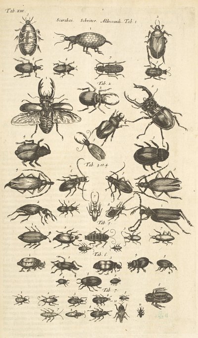 表 XIII，甲虫，《Historiæ naturalis de quadrupetibus》插图 作者 年轻的玛利亚人马陶斯