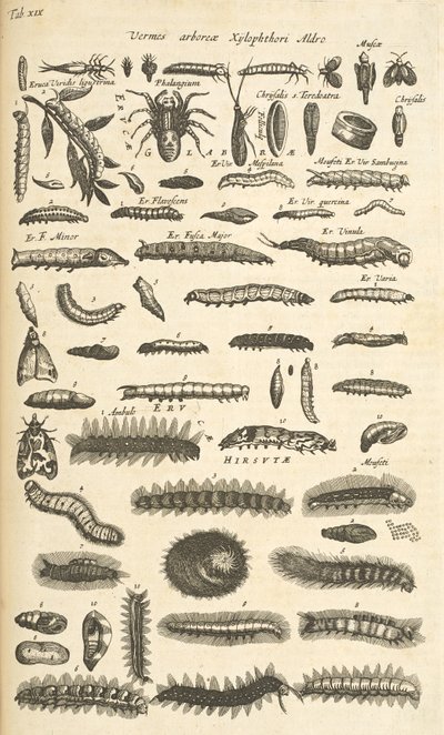 标签 XIX，毛毛虫，插图选自《Historiæ naturalis de quadrupetibus》。 作者 年轻的玛利亚人马陶斯