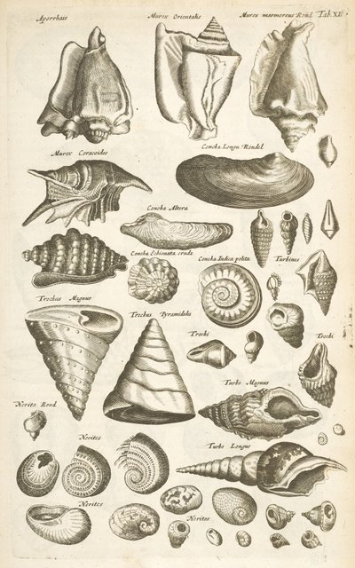 表 XI，各种贝壳，《Historiæ naturalis de quadrupetibus》插图 作者 年轻的玛利亚人马陶斯