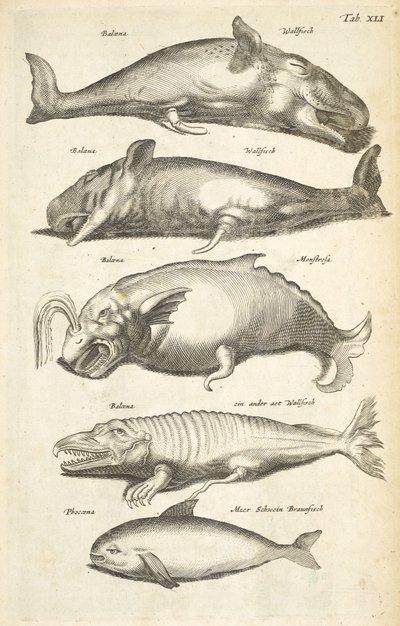 标签 XLI，鲸鱼，《Historiæ naturalis de quadrupetibus》插图 作者 年轻的玛利亚人马陶斯