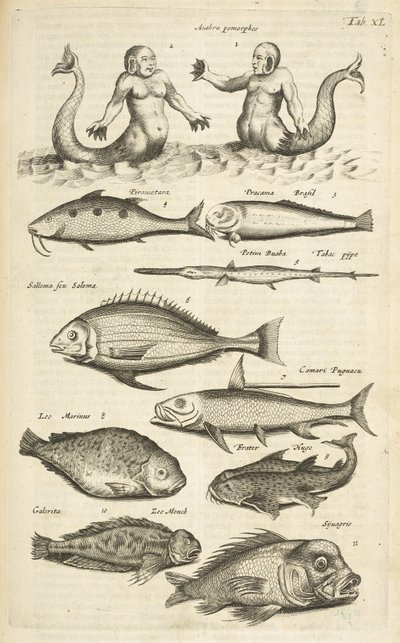 标签 XL，拟人；人鱼；人鱼；热带鱼，插图选自《Historiæ naturalis de quadrupetibus》。 作者 年轻的玛利亚人马陶斯