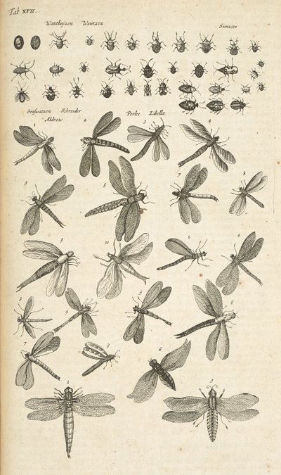 表 XVII，蜻蜓，《Historiæ naturalis de quadrupetibus》插图 作者 年轻的玛利亚人马陶斯