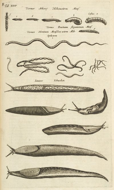 表 XXIV，蛞蝓和蠕虫，《Historiæ naturalis de quadrupetibus》插图 作者 年轻的玛利亚人马陶斯