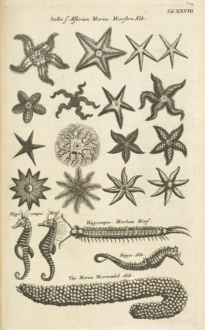标签 XXVIII，海星和海马，插图选自《Historiæ naturalis de quadrupetibus》。 作者 年轻的玛利亚人马陶斯