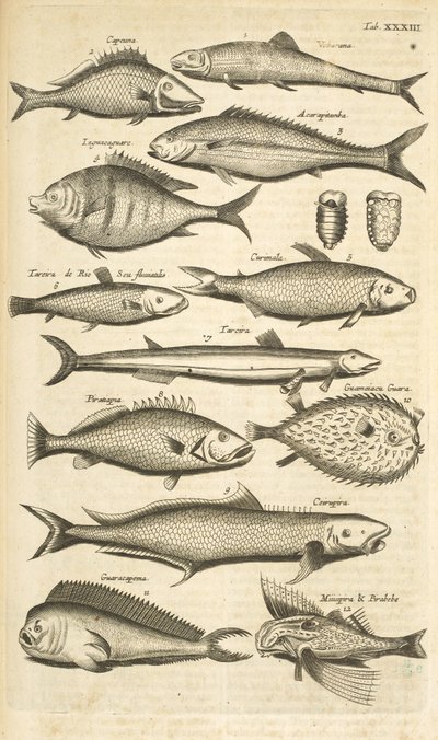 标签XXXIII，刺鱼，《Historiæ naturalis de quadrupetibus》插图 作者 年轻的玛利亚人马陶斯