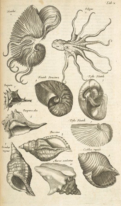 表 X，章鱼和鹦鹉螺的贝壳，插图来自《Historiæ naturalis de quadrupetibus》。 作者 年轻的玛利亚人马陶斯