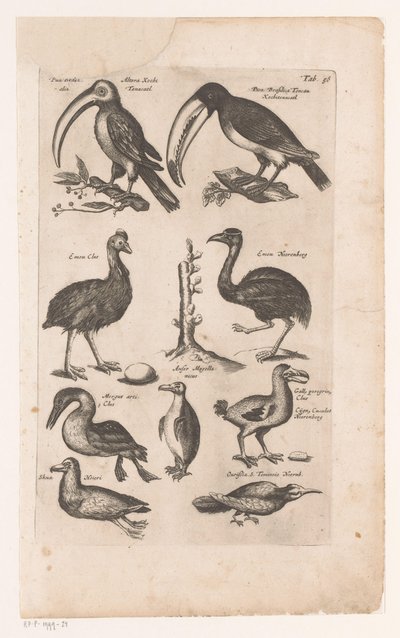 杜鹃和其他鸟类
Historica naturalis de avibus, Libri VI J. Jonston（丛书名） 作者 约翰·琼斯顿