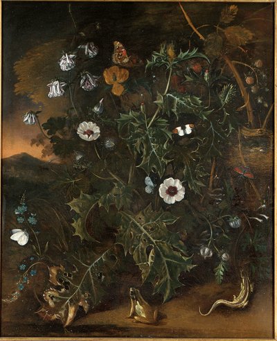 蓟，荆棘，罂粟和其他植物 作者 马蒂亚斯·威斯（Matthias Withoos）