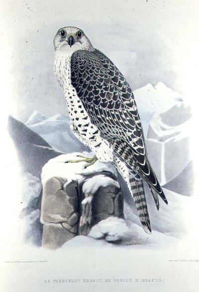 冰岛猎鹰，来自H. Schlegel和A.H. Verster de Wulverhorst的 "Traite de Fauconnerie"。 作者 马蒂亚斯·沃尔夫（Mattias Wolf）