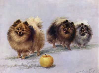 Hall Hall Walkers Pomeranians夫人中的三位 作者 莫德伯爵