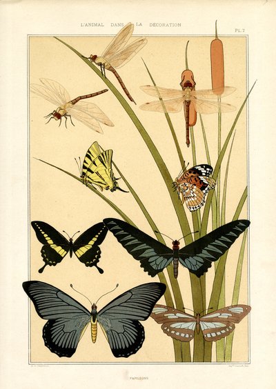 蝴蝶和蜻蜓的自然研究》（平版） 作者 莫里斯·皮拉德·维尔纽尔