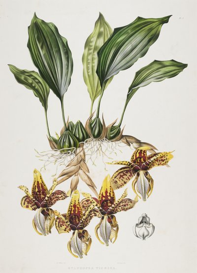 斯坦霍普虎兰花，1838年 作者 马克西姆·高西（Maxim Gauci）