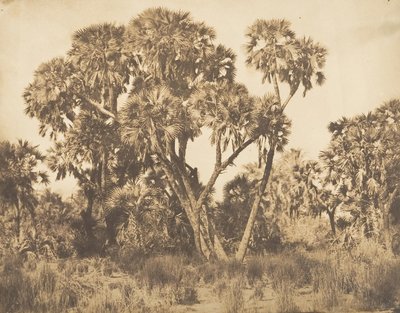 Hamarneh的Doums棕榈树，1849-50。 作者 马克西姆·杜营