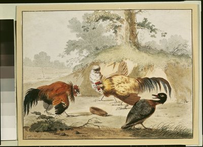 公鸡战斗 作者 Melchior de Hondecoeter