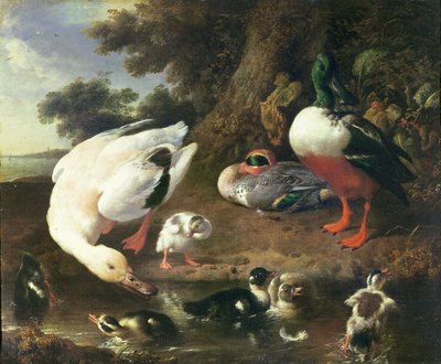 农家鸭 作者 Melchior de Hondecoeter