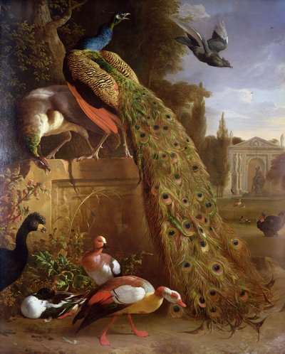 孔雀和Peahen在柱基，与鸭子和其他鸟在公园 作者 Melchior de Hondecoeter
