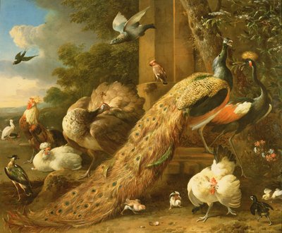孔雀，长尾小鹦鹉，鹈鹕，起重机和家禽 作者 Melchior de Hondecoeter