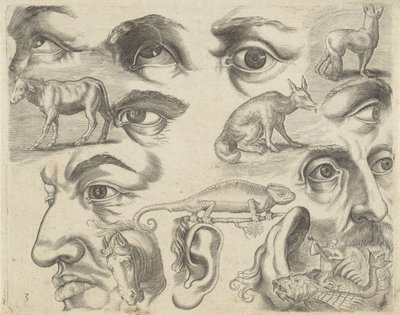 附有绘画示例的学习单：眼睛、头和动物
绘画示例（系列名称） 作者 阿德里亚恩·科拉特