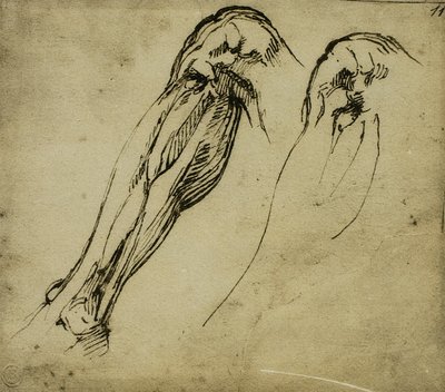 由米开朗基罗绘制的腿部解剖学研究。 Casa Buonarroti，佛罗伦萨 作者 米开朗基罗（Michelangelo Buonarroti）