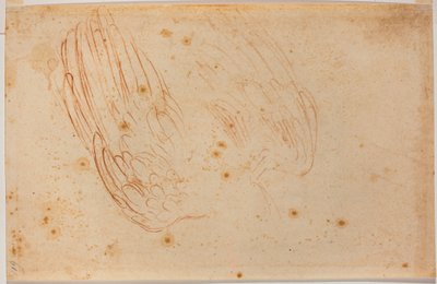 鹰的素描 作者 米开朗基罗（Michelangelo Buonarroti）