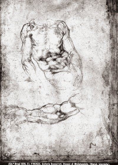 研究男性躯干和手臂 作者 米开朗基罗（Michelangelo Buonarroti）