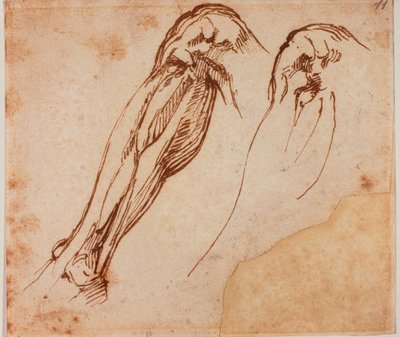 两条腿的研究 作者 米开朗基罗（Michelangelo Buonarroti）