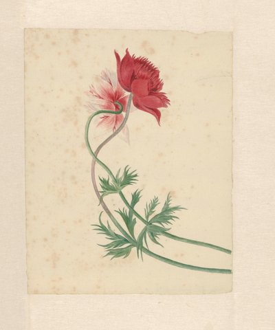 两根树枝各插一朵花 作者 米歇尔·范·休森