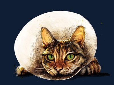 午夜蓝《康复猫》，2020 作者 迈克·戴维斯