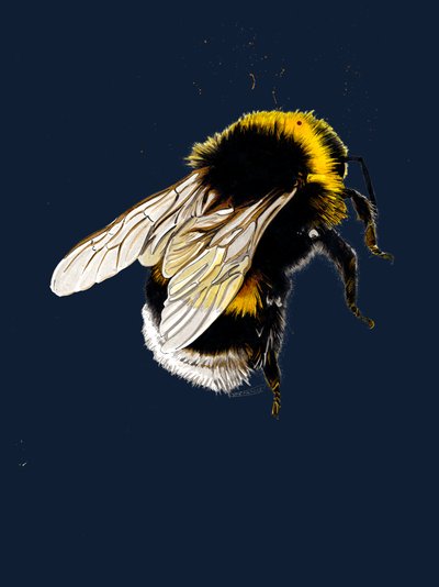 午夜蓝色的蜜蜂，2020 作者 迈克·戴维斯