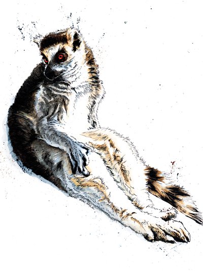 白色的懒狐猴，2020 作者 迈克·戴维斯