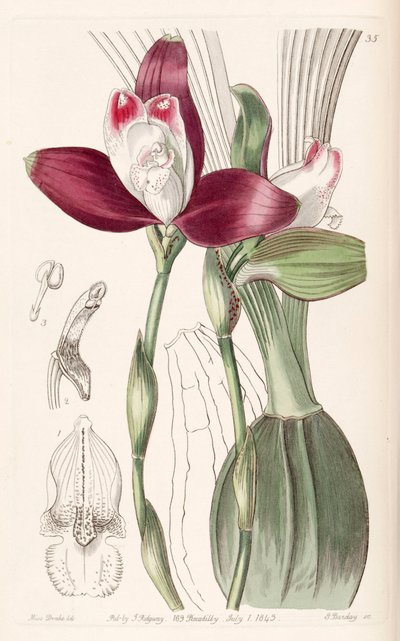 大叶Lycaste（作为同步Lycaste Plana） 作者 德雷克小姐