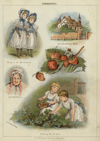 草莓 (chromolitho) 作者 伊丽莎·曼宁小姐
