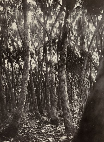 在法西斯时代建立一个帝国：杜姆棕榈树林，1936年5月9日（黑白照片）。 作者 莫迪斯蒂诺·巴尔迪内蒂