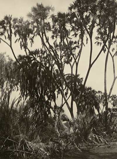 在法西斯时代建立一个帝国：杜姆棕榈树林，1936年5月9日（黑白照片）。 作者 莫迪斯蒂诺·巴尔迪内蒂