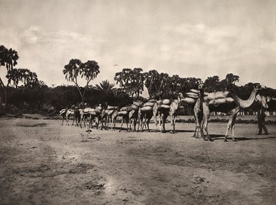 在法西斯时代建立一个帝国：骆驼大篷车，1936年5月9日（黑白照片）。 作者 莫迪斯蒂诺·巴尔迪内蒂