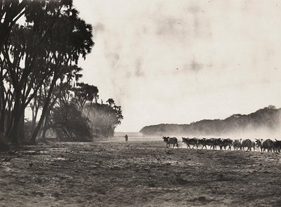 在法西斯时代建立一个帝国：牛群被赶往Gasc河，1936年5月9日（黑白照片）。 作者 莫迪斯蒂诺·巴尔迪内蒂