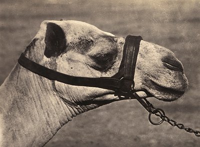 在法西斯时代建立一个帝国：比谢里骆驼的头，1936年5月9日（黑白照片）。 作者 莫迪斯蒂诺·巴尔迪内蒂
