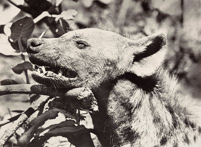 Building an Empire in the Fascist age: head of hyena, 09/05/1936 (b/w photo) 作者 莫迪斯蒂诺·巴尔迪内蒂