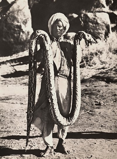 在法西斯时代建立一个帝国：土著人与一条蟒蛇，1936年5月9日（黑白照片 作者 莫迪斯蒂诺·巴尔迪内蒂