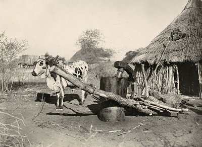 在法西斯时代建立一个帝国：土著石油制造商，1936年5月9日（黑白照片）。 作者 莫迪斯蒂诺·巴尔迪内蒂